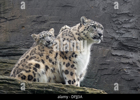 Snow Leopard con il suo 5 1/2 mesi cub Foto Stock