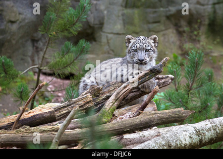 Snow Leopard cub, 5 1/2 mesi Foto Stock