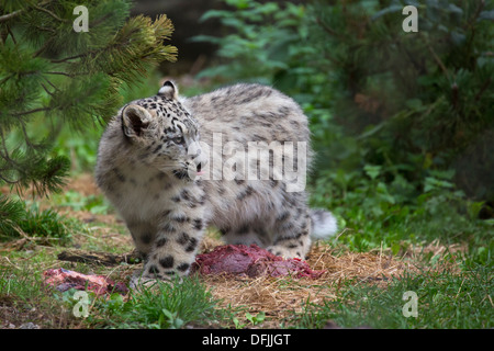 Snow Leopard cub, 5 1/2 mesi con i prodotti alimentari Foto Stock