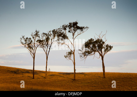 Gomma alberi e prati sulla collina, vicino a Ipswich,, Queensland, Australia Foto Stock