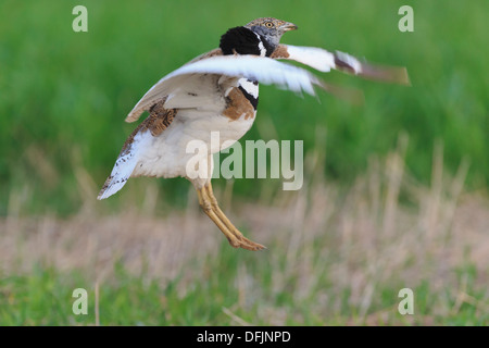 Gallina prataiola (Tetrax tetrax) maschio display, salta su lek. Provincia di Lleida. La Catalogna. Spagna. Foto Stock