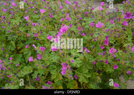 Comune, Malva Malva Sylvestris, fiori selvatici, Dorset, Inghilterra Foto Stock