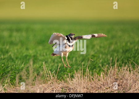 Gallina prataiola (Tetrax tetrax) maschio display, salta su lek. Lleida. La Catalogna. Spagna. Foto Stock