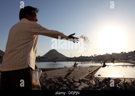 Uomo piccioni di alimentazione presso il lago di santa di Pushkar,Rajastha,l'India. Foto Stock