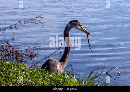 Airone blu (Ardea erodiade) catture piccolo serpente a bordo del laghetto. Foto Stock