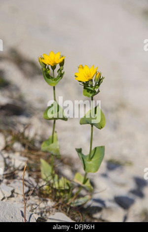 Il giallo il mosto di malto, Blackstonia perfoliata, fiori selvatici, Dorset, Inghilterra Foto Stock