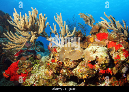 Coralli colorati contro blu acqua e superficie, Cozumel, Messico Foto Stock