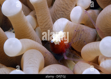 Corallo a fungo Ghost Shrimp/Popcorn Shrimp (Periclimenes Kororensis) in un anemone, Lembeh strait, Indonesia Foto Stock