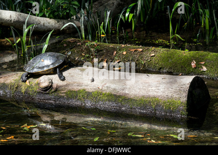Florida Cooter [Pseudemys concinna floridana] turtle sunning su un log in acqua. Foto Stock