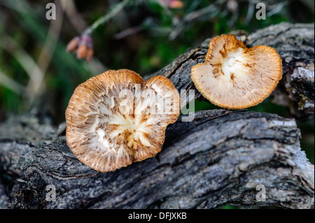 Il miele fungo è il nome comune di diverse specie di funghi all'interno del genere Armillaria. Il miele il fungo si diffonde la metropolitana. Foto Stock