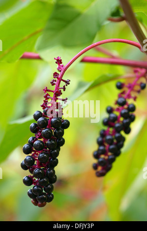 American pokeweed bacche phytolacca americana Foto Stock