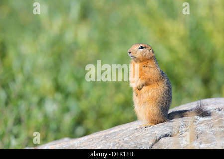 Terra artica scoiattolo (Urocitellus parryii) - area di Churchill, Canada. Foto Stock