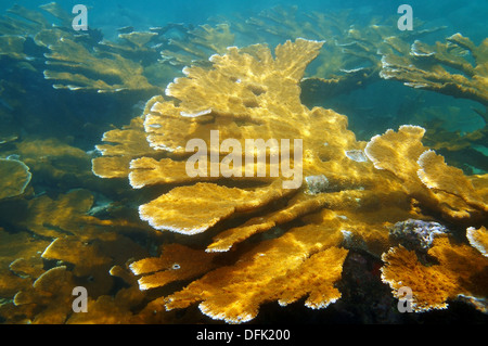 Colonia sani di Elkhorn Coral reef , il mare dei caraibi, colombia Foto Stock