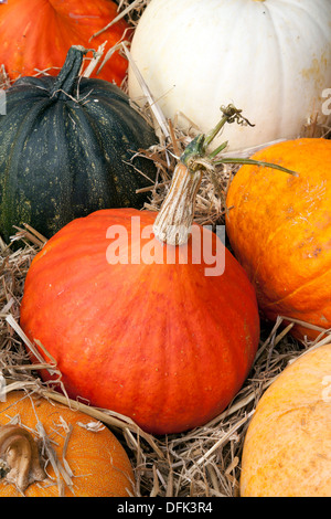 Varietà assortite e miste di arancio, bianco e verde varie zucche esposte al Agricultural Show, Arnside, UK Foto Stock