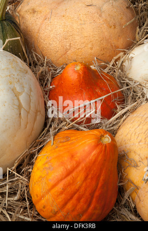 Misto di diverse varietà di zucca  & assortiti con varietà miste di arancione e bianco varie zucche visualizzate all'Agricultural Show, Arnside, REGNO UNITO Foto Stock