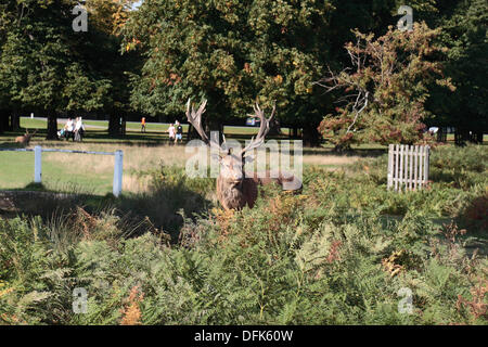 Londra, Regno Unito. 06 ott 2013. Un grande cervo maschio in un assolato pomeriggio a Bushy Park, London, Regno Unito. Credito: Maurice Savage/Alamy Live News Foto Stock