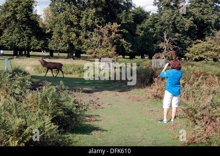 Londra, Regno Unito. 06 ott 2013. Un coraggioso fotografo punti la sua fotocamera a un grande fragore cervo maschio (solchi stagione) in un assolato pomeriggio a Bushy Park, London, Regno Unito. Credito: Maurice Savage/Alamy Live News Foto Stock