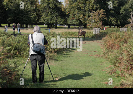 Londra, Regno Unito. 06 ott 2013. Un coraggioso fotografo punta la sua fotocamera su un grande fragore cervo maschio (solchi stagione) in un assolato pomeriggio a Bushy Park, London, Regno Unito. Credito: Maurice Savage/Alamy Live News Foto Stock