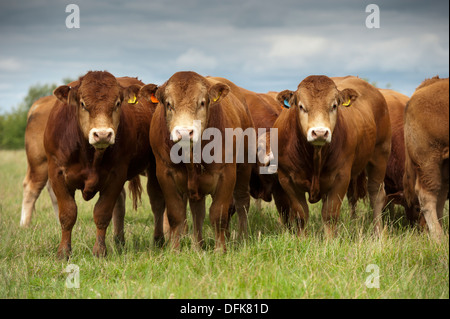 Limousin tori da carne in pascolo. Cumbria, Regno Unito. Foto Stock