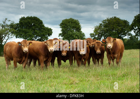 Limousin tori da carne in pascolo. Cumbria, Regno Unito. Foto Stock