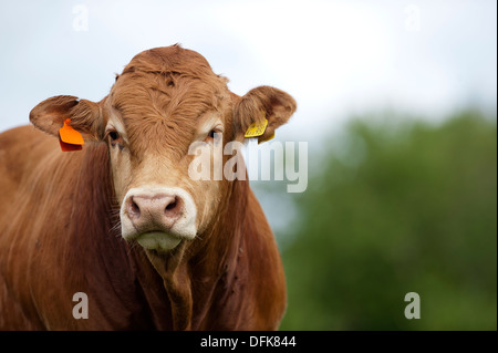 Limousin tori da carne in pascolo. Cumbria, Regno Unito. Foto Stock