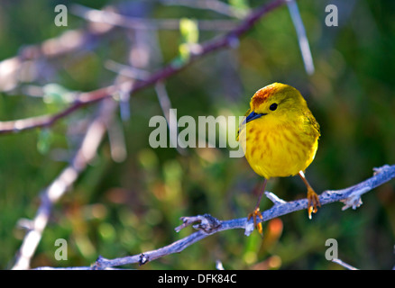 Giallo trillo, Isole Galapagos Foto Stock