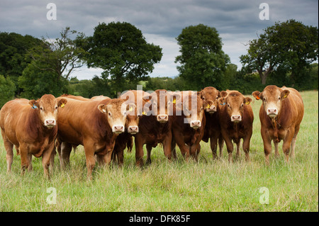 Limousin tori da carne in pascolo. Cumbria, Regno Unito. Foto Stock