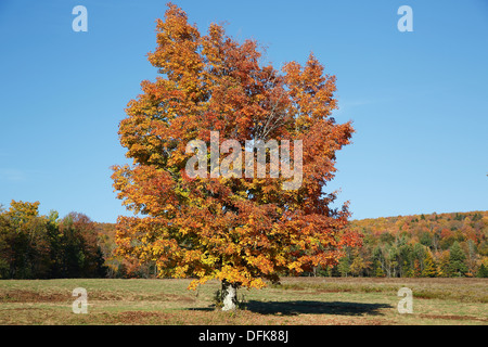 Albero di acero campo, New Hampshire, STATI UNITI D'AMERICA Foto Stock