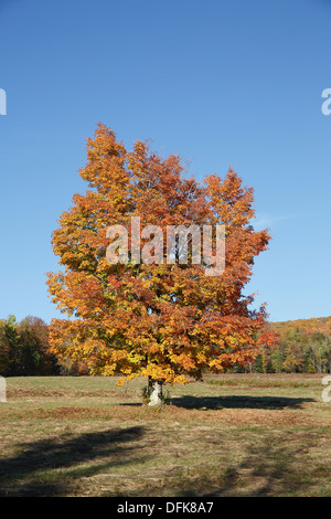 Albero di acero campo, New Hampshire, STATI UNITI D'AMERICA Foto Stock