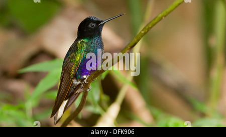 Velluto viola-Coronet Hummingbird (Boissonneaua jardini) - Mindo, Ecuador. Foto Stock