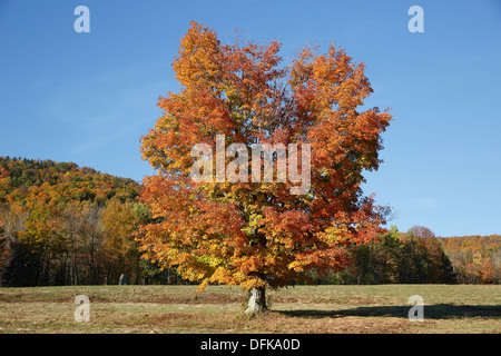 Albero di acero campo, New Hampshire, STATI UNITI D'AMERICA Foto Stock