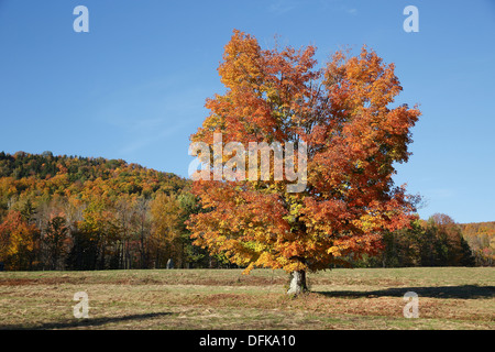 Albero di acero campo, New Hampshire, STATI UNITI D'AMERICA Foto Stock