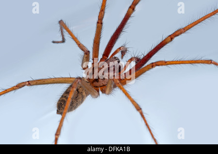 Ragno Gigante - casa spider, Tegenaria duellica Foto Stock