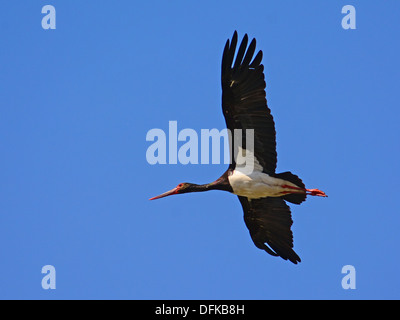 Cicogna Nera, Ciconia nigra battenti Foto Stock