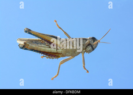 Grasshopper dal di sotto Foto Stock