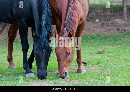 Arabian Horse (nero) e quarter horse (rosso) Foto Stock