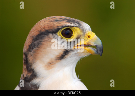 Lanner Falcon,Falco biarmicus, Close-up Foto Stock