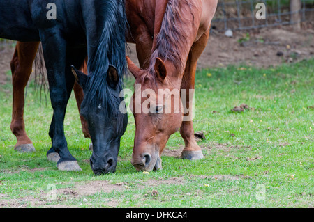 Arabian Horse (nero) e quarter horse (rosso) Foto Stock