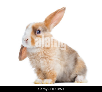 Satin Mini Lop coniglio con orecchio fino, contro uno sfondo bianco Foto Stock