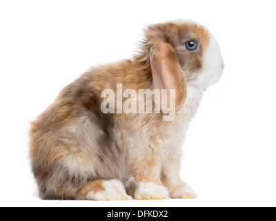 Vista laterale di un satin MINI Lop seduta di coniglio contro uno sfondo bianco Foto Stock