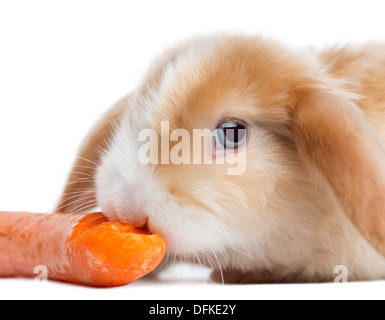 Satin Mini Lop rabbit mangiare una carota contro uno sfondo bianco Foto Stock