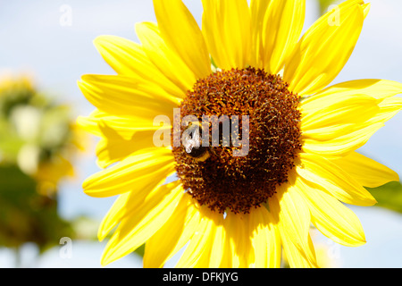 Bumble Bee sui semi di girasole Foto Stock