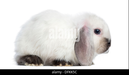 Vista laterale di un satin MINI Lop rabbit contro uno sfondo bianco Foto Stock