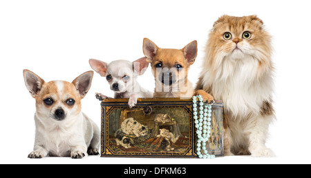 Gruppo di Chihuahuas e Highland fold nella casella vintage contro uno sfondo bianco Foto Stock