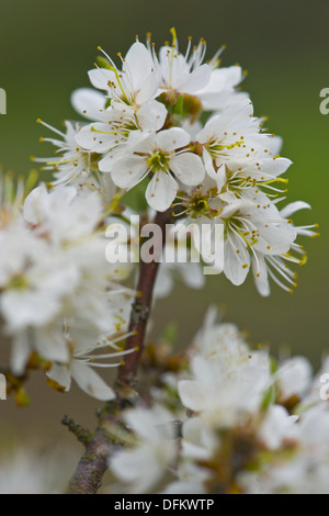 Prugnolo, Prunus spinosa Foto Stock