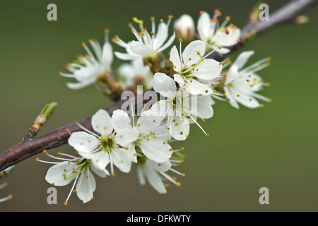 Prugnolo, Prunus spinosa Foto Stock