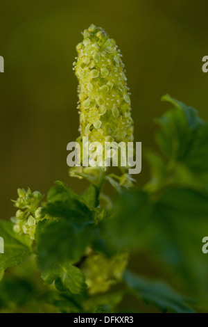 Ribes alpino, ribes alpinum Foto Stock