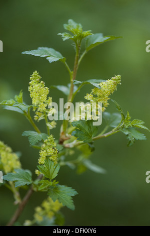 Ribes alpino, ribes alpinum Foto Stock