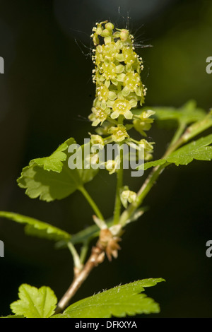 Ribes alpino, ribes alpinum Foto Stock