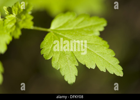 Ribes alpino, ribes alpinum Foto Stock